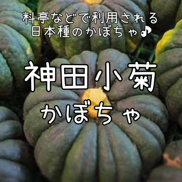 【神田小菊のタネ】10粒 種子 種 固定種 野菜 カボチャ かぼちゃ 南瓜