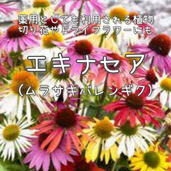 【エキナセアのタネ】20粒 色ミックス 種子 種 ハーブ 切り花 ドライフラワー