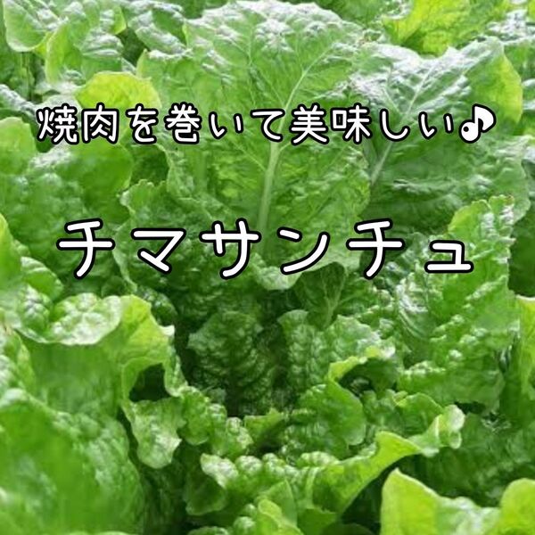 【チマサンチュのタネ】100粒 種子 種 リーフレタス 焼肉 家庭菜園 野菜