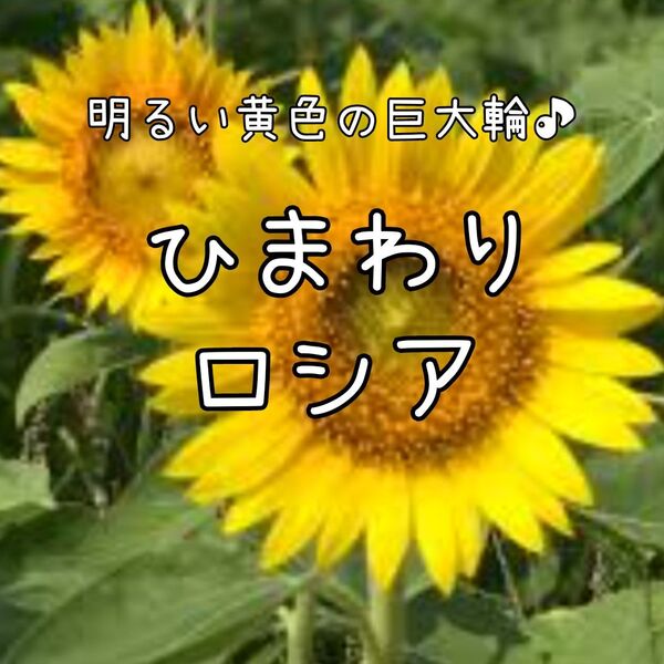 【ひまわりロシアのタネ】80粒 種子 種 ヒマワリ 向日葵 夏 花壇 ガーデニング