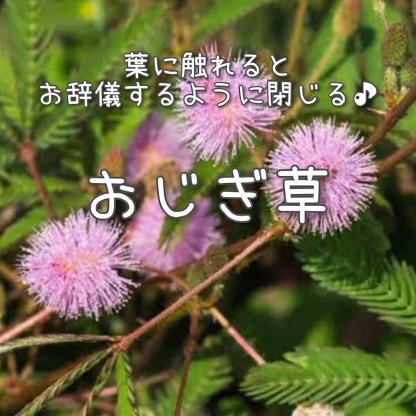【おじぎ草のタネ】15粒 種子 種 オジギソウ 花 花壇 ガーデニング