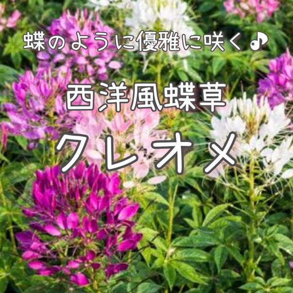 【クレオメのタネ】30粒 種子 種 西洋風蝶草 花 色ミックス