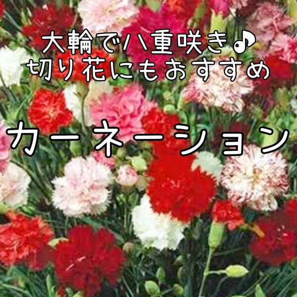 【カーネーションのタネ】30粒 種子 種 花 切り花にも 母の日 八重咲き