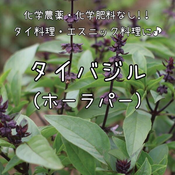 【タイバジルのタネ】40粒 種子 種 ハーブ 家庭菜園 ホーラパー 有機種子 オーガニック 無農薬