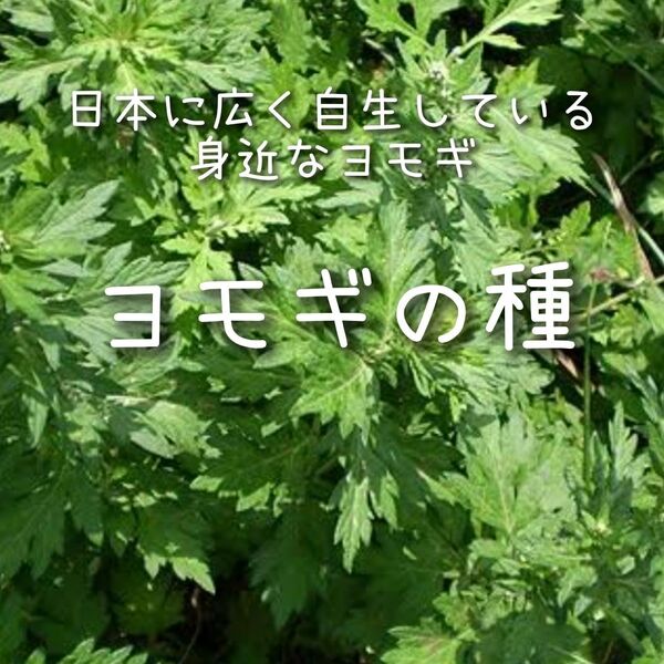 【ヨモギのタネ】4g 種子 種 よもぎ 蓬 野草 ハーブ 薬草 家庭菜園