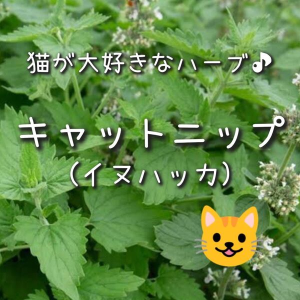 【キャットニップのタネ】50粒 種子 種 ハーブ 猫 ネコ 家庭菜園 イヌハッカ