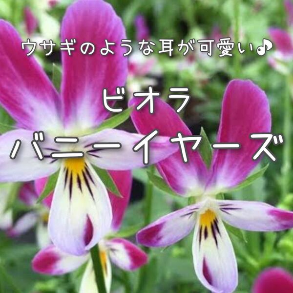 【バニーイヤーズのタネ】15粒 種子 種 ビオラ すみれ スミレ 菫 花