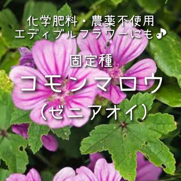 【コモンマロウのタネ】15粒 種子 種 ゼニアオイ 固定種 葵 ハーブティー