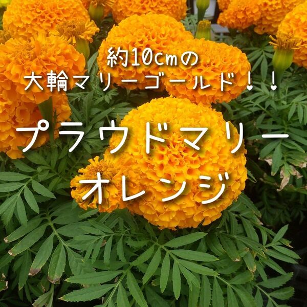 【プラウドマリーのタネ】オレンジ20粒 種子 種 アフリカン マリーゴールド