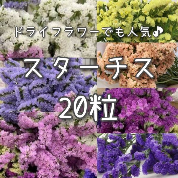 【スターチスのタネ】20粒 種子 種 切り花やドライフラワーにも 花