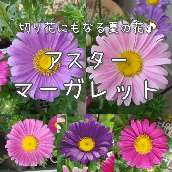 【アスターマーガレットのタネ】50粒 種子 種 花 切り花にも 菊