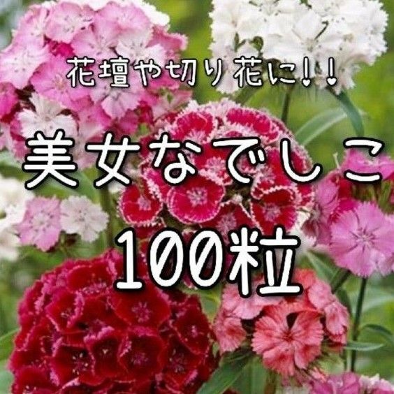 【美女なでしこのタネ】100粒 種子 種 撫子 ナデシコ 切り花にも 花