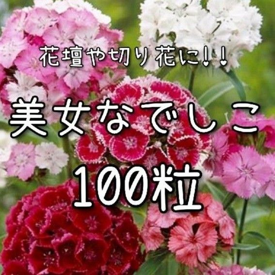 【美女なでしこのタネ】100粒 種子 種 撫子 ナデシコ 切り花にも 花