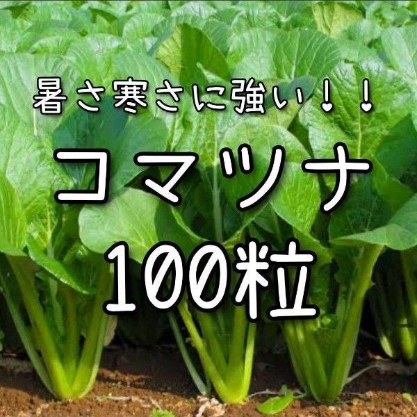 【小松菜のタネ】100粒 種子 種 コマツナ 野菜 こまつな 家庭菜園