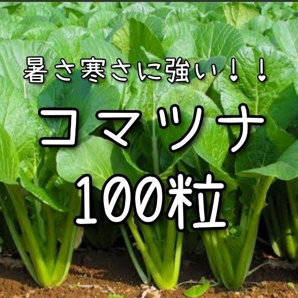 【小松菜のタネ】100粒 種子 種 コマツナ 野菜 こまつな 家庭菜園