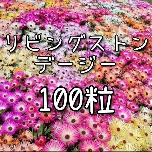 【リビングストンデージーの種】100粒 種子 種 花 園芸 花壇