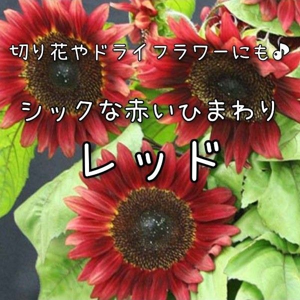 【レッドの種】10粒 種子 種 ひまわり ヒマワリ 向日葵 夏 花 切り花にも