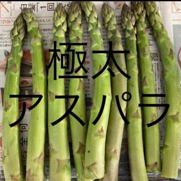アスパラ 極太 600g アスパラガス