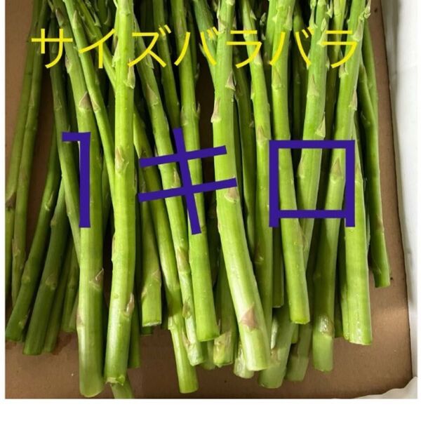 アスパラ 一キロ アスパラガス