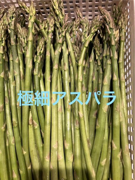 アスパラ 500g アスパラガス