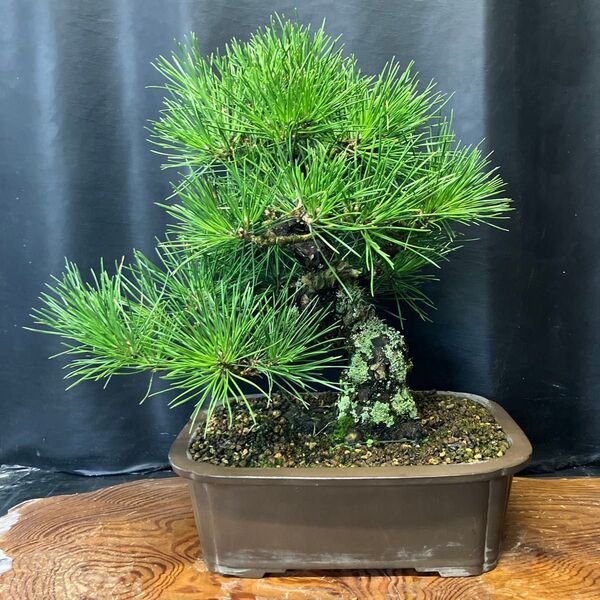 黒松 盆栽 中品盆栽