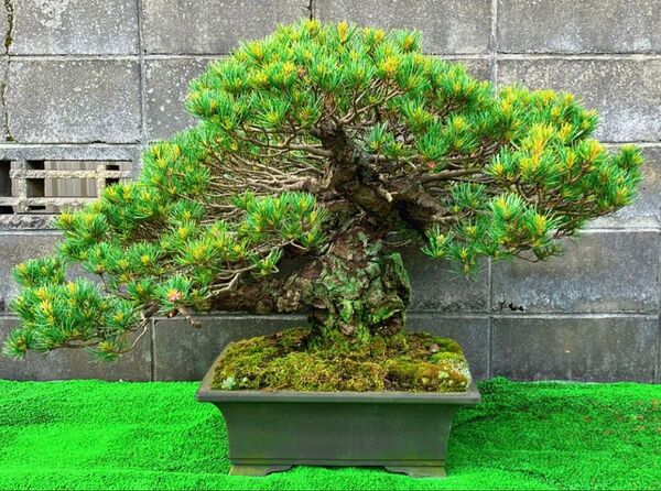 五葉松(四国銀八房) 盆栽