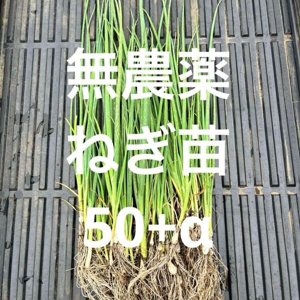 無農薬 ネギ苗 50本