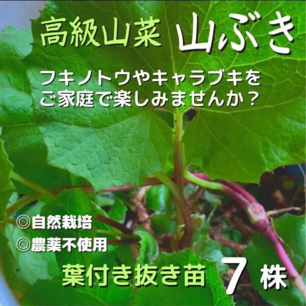 クサイチゴ 抜き苗 20株入り おいしい野苺
