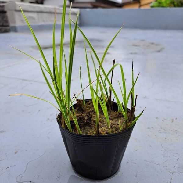 シラサギカヤツリ 斑入り