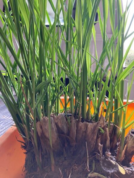 ☆マコモダケの苗◎約10株+オマケ増量◎完全無農薬栽培です(^。^)土株付きです。
