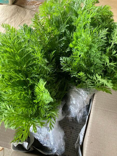 無農薬☆人参の葉のみ◎ペットにいかが?60サイズ満杯詰め(^o^)