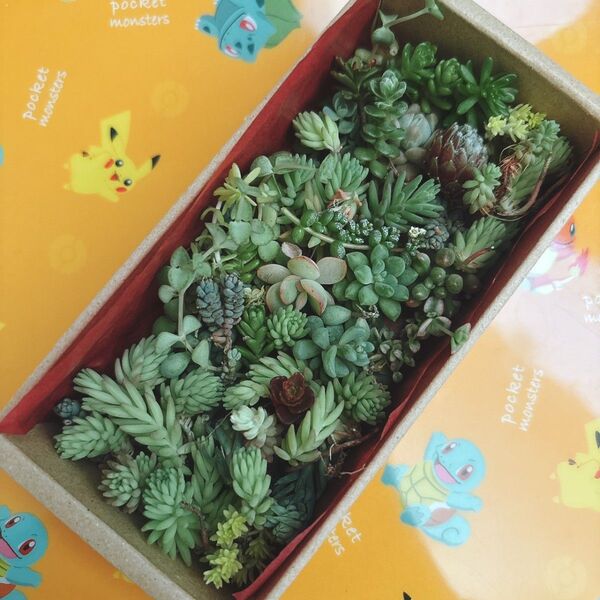セダム 多肉植物 カット苗