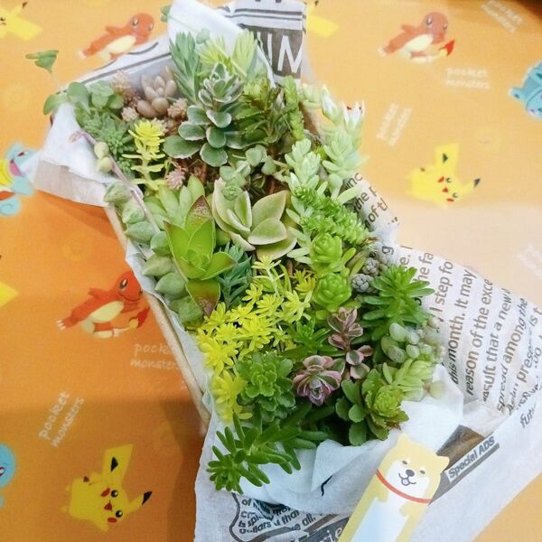 セダム モリモリセット 多肉植物 限定セール