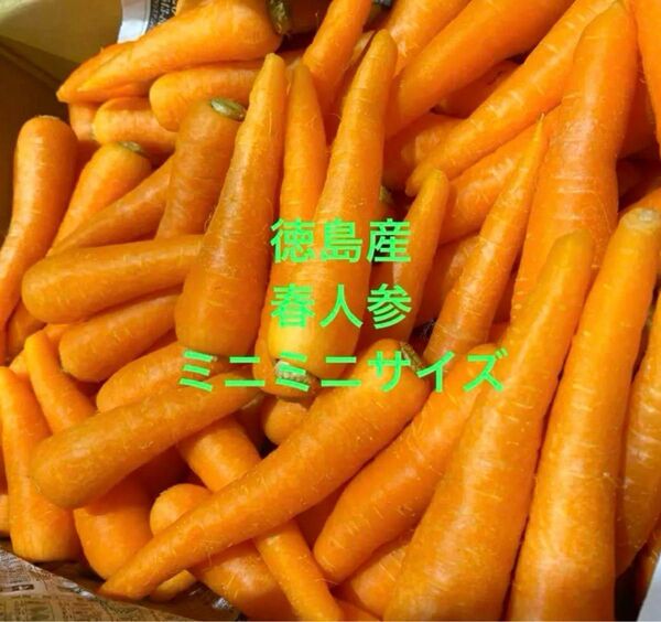 徳島県産 ハウス春人参 ミニミニサイズ 10kg