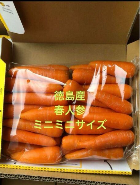 徳島県産 ハウス春人参 ミニミニサイズ コンパクトBOX