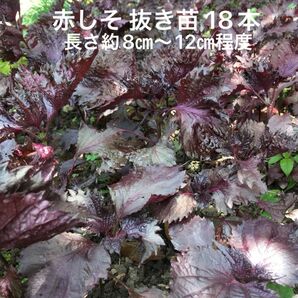 赤紫蘇 苗 無農薬 18本 抜き苗 赤しそ