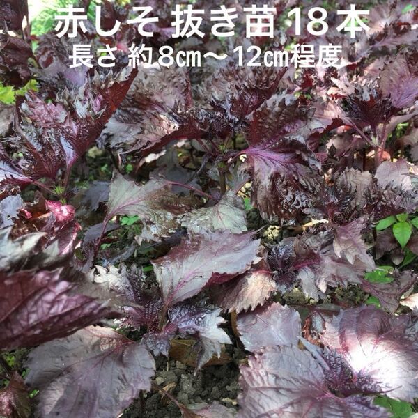 赤紫蘇 苗 無農薬 18本 抜き苗 赤しそ
