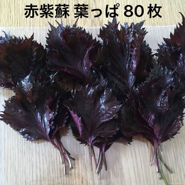 赤紫蘇 葉っぱ 80枚 梅干し 紫蘇ジュース ふりかけ 用 無農薬栽培