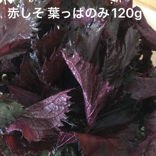 赤しそ 葉 120g 紫蘇ジュース お得 赤紫蘇の葉 赤ジソ 農薬不使用