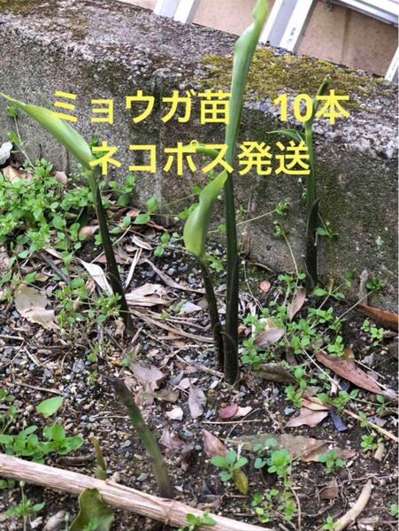 ミョウガ苗10本 ネコポス発送