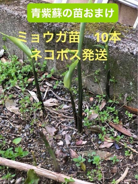 ミョウガ苗10本 ネコポス発送