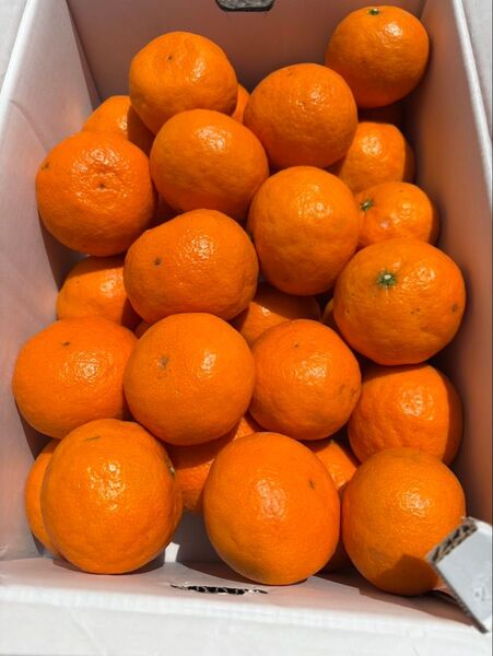 愛媛県産 なつみ 箱込み約4kg 柑橘 みかん ミカン