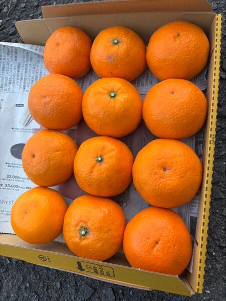 愛媛県産 なつみ 少し訳あり コンパクト便 みかん 柑橘 ミカン