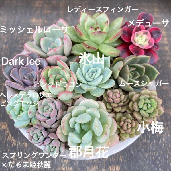 多肉植物 ⑧ 寄せ植え用 苗セット
