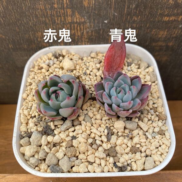 多肉植物 ⑥ 赤鬼 青鬼 セット ミックスベリア おらいさん