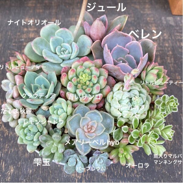 多肉植物 ⑧ 寄せ植え用 苗セット