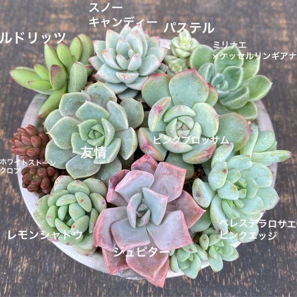 多肉植物 ⑨ 寄せ植え用 苗セット