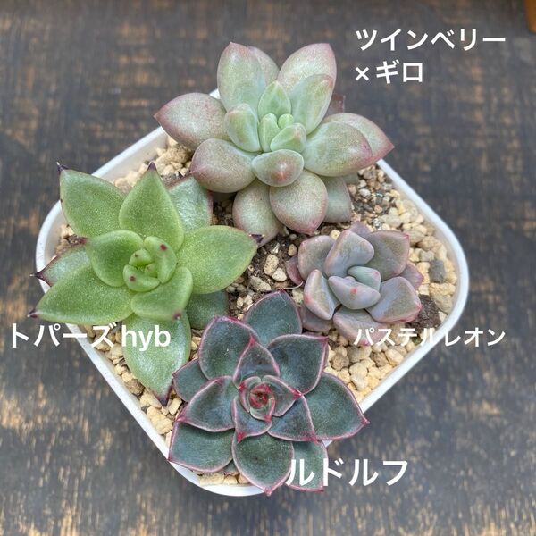 多肉植物 苗セット ⑦ ツインベリー×ギロ トパーズhyb パステルレオン ルドルフ