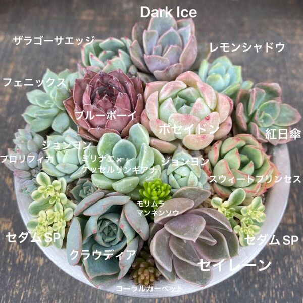 多肉植物 ⑥ 寄せ植え用 苗セット