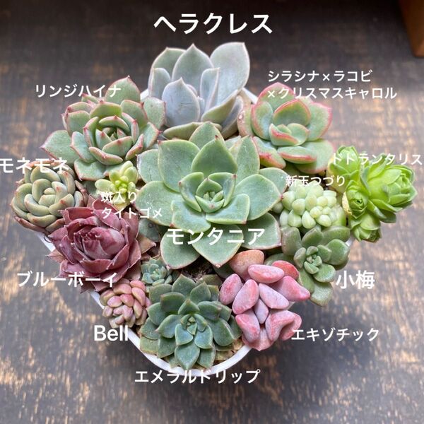 多肉植物 ⑤ 寄せ植え用 苗セット